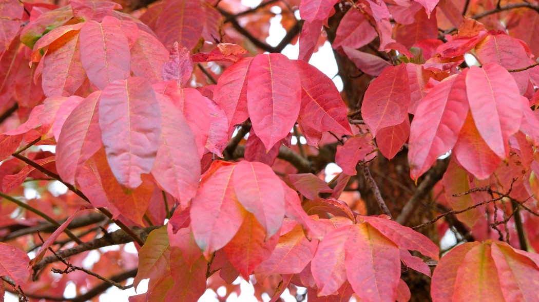 Kwaśnodrzew konwaliowy (Oxydendrum arboreum) 