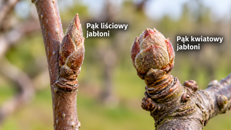 Pąki kwiatowe i liściowe jabłoni