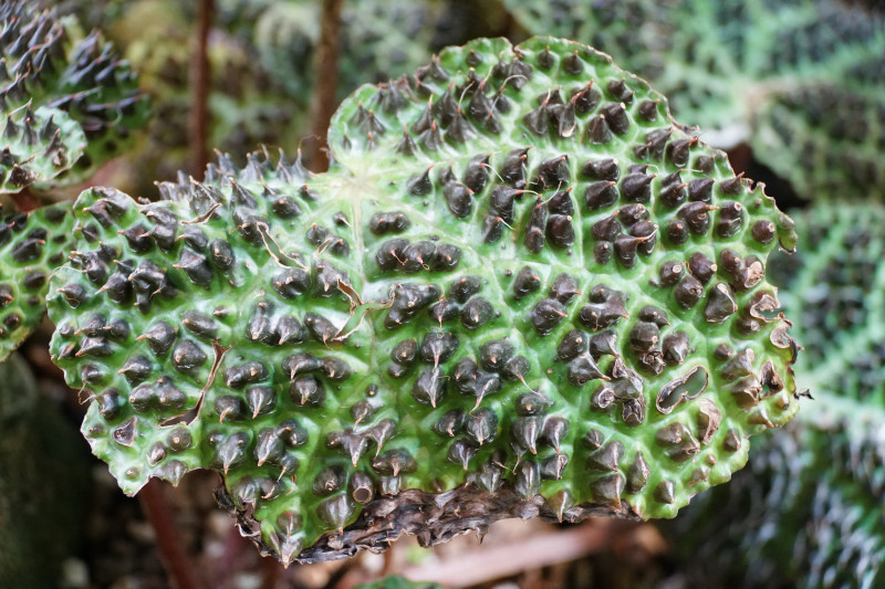 Begonia ferox