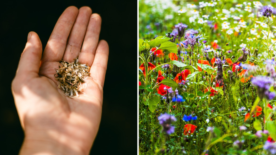 Chaos gardening — swobodna rabata z nasion