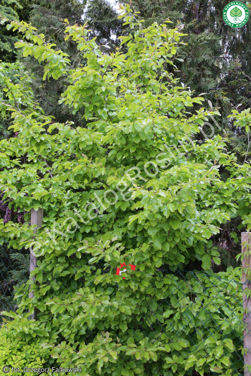 Parrocja perska
