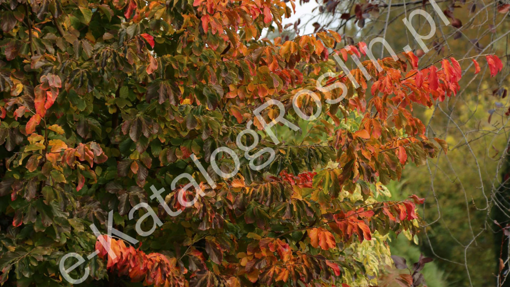 Parrocja perska (Parrotia persica). Nieduże drzewo liściaste w ogrodzie jesienią, o pomarańczowych i czerwonych liściach.