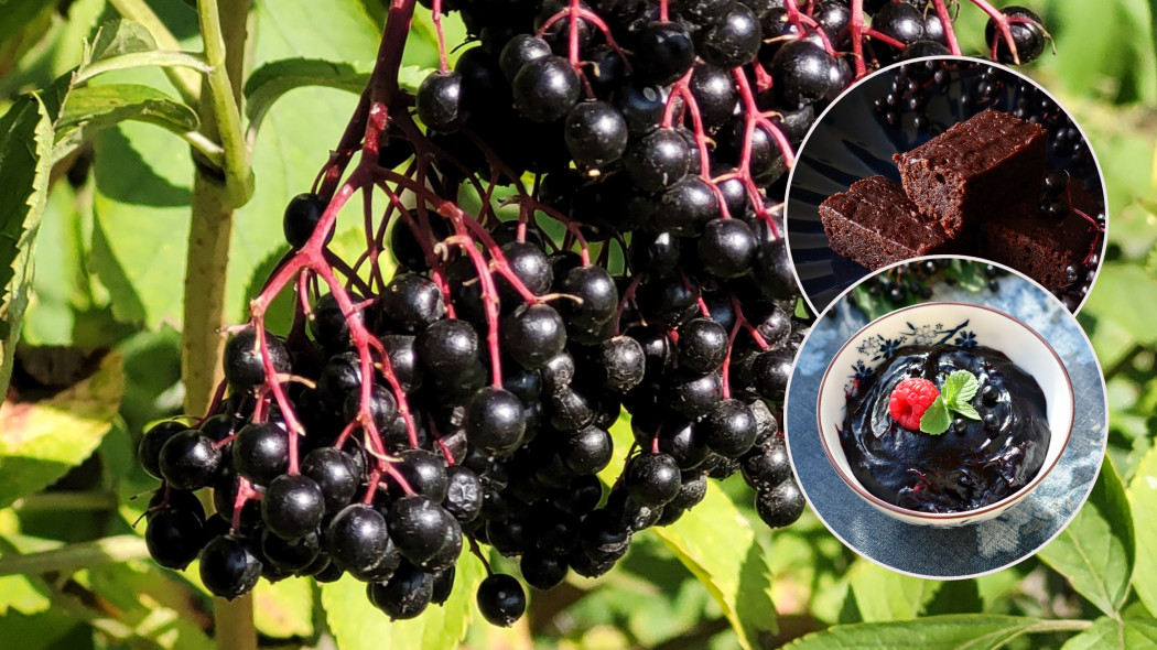 Czarne owoce czarnego bzu (Sambucus nigra) i kisiel oraz ciasto