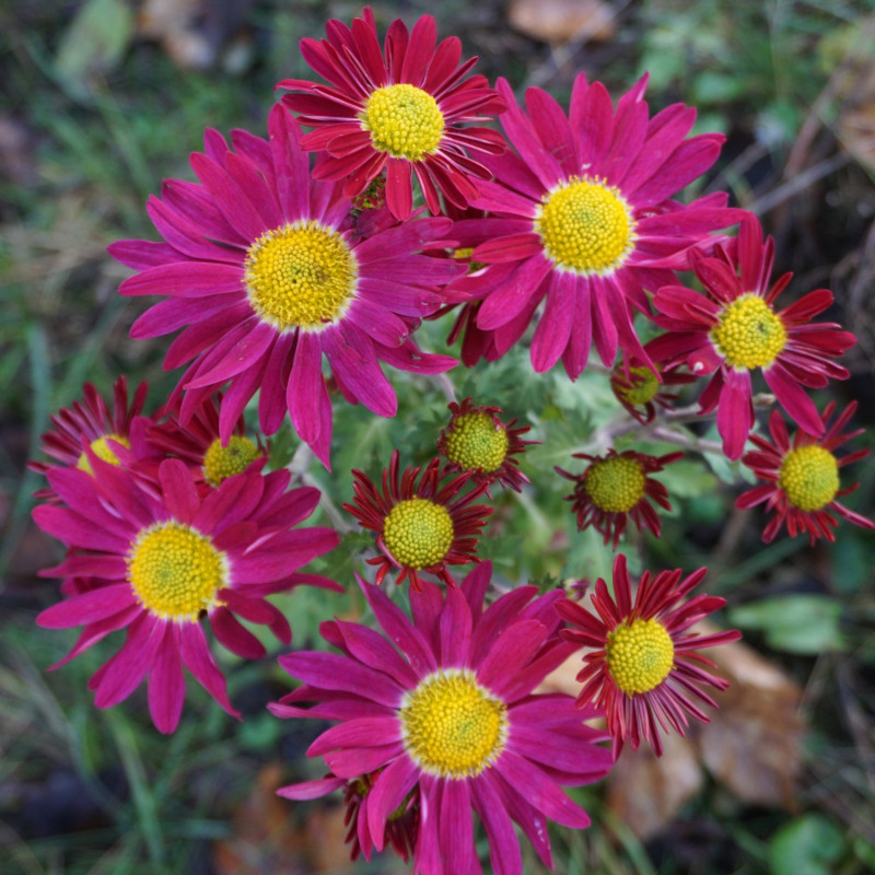 Chryzantema ‘Cousin Joan’