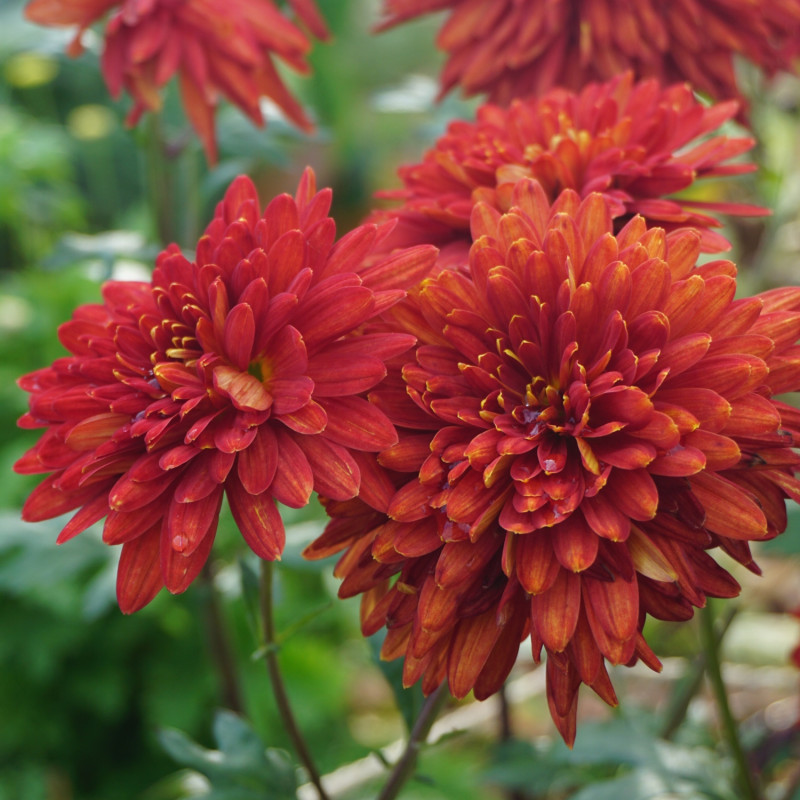 Chryzantema ’Ockerorange’