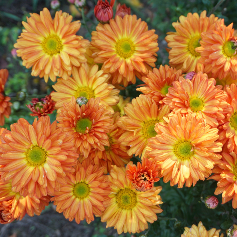 Chryzantema ‘Enbee Wedding Bronze’