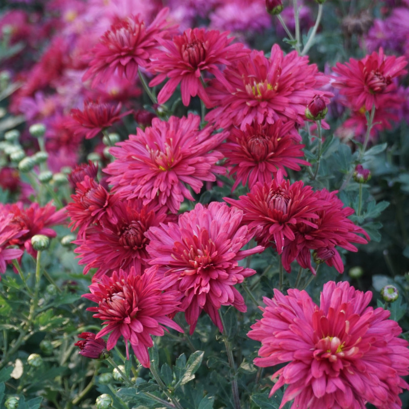 Chryzantema ‘Cindarella’