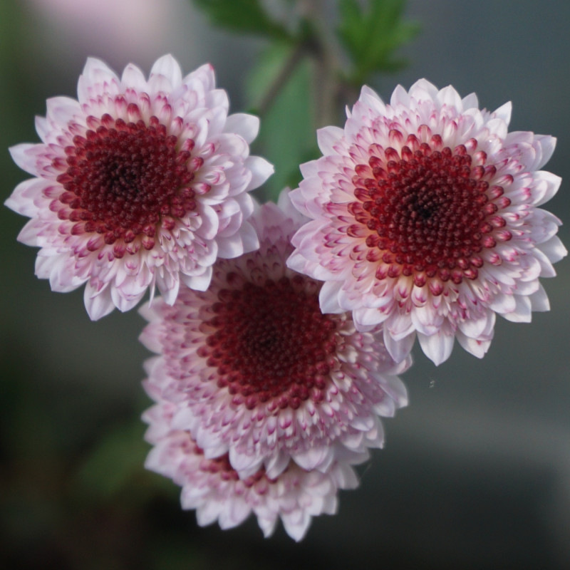 Chryzantema ‘Romantica’