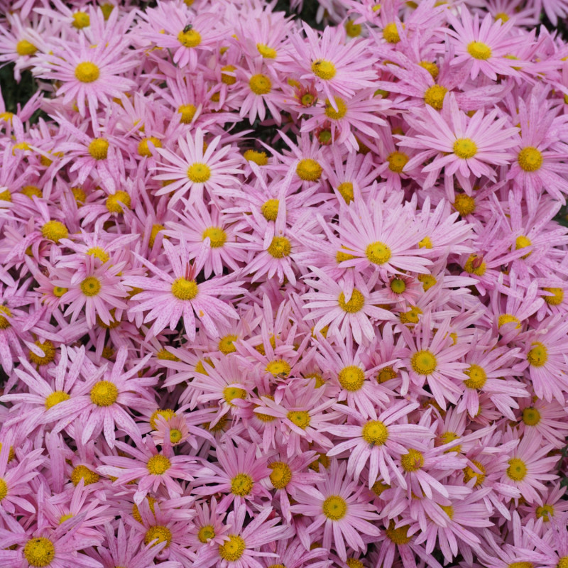 Chryzantema ‘Clara Curtis’