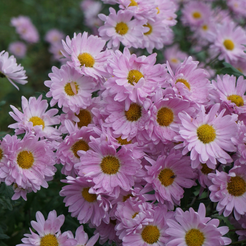 Chryzantema ‘Isabellarosa’