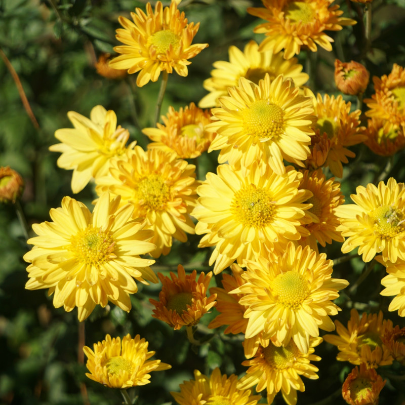 Chryzantema ‘Gold Gelbe’