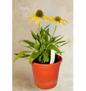 Jeż&oacute;wka Fountain Yellow - sadzonka  30-50 cm