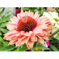 Jeż&oacute;wka Apricot - sadzonka  30-50 cm