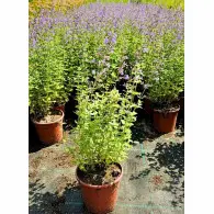 Kocimiętka Fasena Walkers Low - sadzonki 30-50 cm