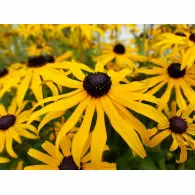 Rudbekia Błyskotliwa Goldsturm - sadzonka  40-60 cm