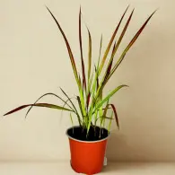 Imperata Cylindryczna Red Baron - sadzonka 40-50 cm