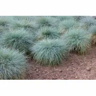 Wydmuchrzyca Piaskowa Blue Dune - sadzonka 40-60 cm