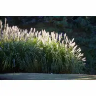 Miskant Chiński Memory - sadzonka  60-80 cm