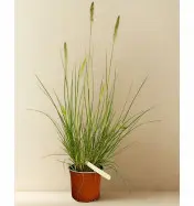 Rozplenica Japońska Hameln  - sadzonka 40-60 cm