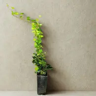 Bluszcz - sadzonka 40-60 cm