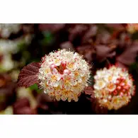 Pęcherznica Kalinolistna Andre - sadzonka 50-70 cm