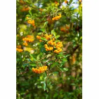 Ognik Szkarłatny Soleil d`Or  - sadzonka 60-80 cm