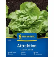 Sałata masłowa Attraktion Kiepenkerl