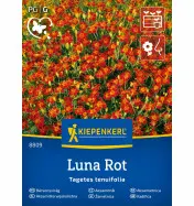 Aksamitka wąskolistna Luna Rot Kiepenkerl