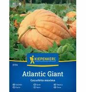 Dynia olbrzymia 'Atlantic Giant'