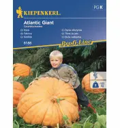 Dynia olbrzymia 'Atlantic Giant'