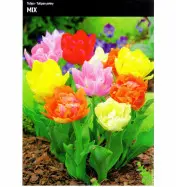 Tulipan pełny Mix 15 cebulek