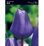 Tulipan Triumph Blue - 30 cebulek