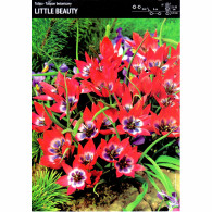 Tulipan Little Beauty 20 cebulek