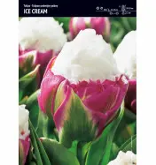 Tulipan Ice Cream 5 cebulek