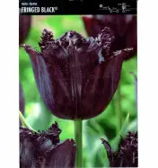 Tulipan Fringed Black 10 cebulek
