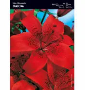 Lilia azjatycka (Lilium) &#039;Diabora&#039; &ndash; 5 szt