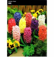 Hiacynt Mix - 10 szt cebulek