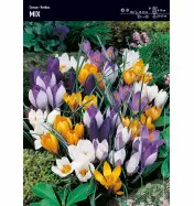 Krokus r&oacute;żne kolory Mix &ndash; 30 sztuk