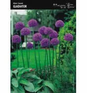 Czosnek &#039;Gladiator&#039; &ndash; 3 szt