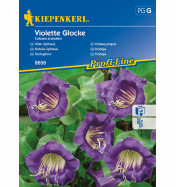 Kobea pnąca 'Violette Glocke' (fioletowa)