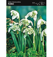 Śnieżyczka przebiśnieg (Galanthus) 'Plenus' &ndash; 12 szt.