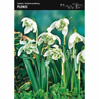 Śnieżyczka przebiśnieg (Galanthus) 'Plenus' &ndash; 12 szt.