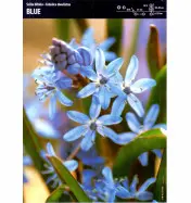 Cebulica dwulistna (Scilla) &#039;Blue&#039; &ndash; 7 szt.