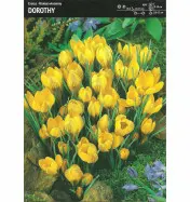 Krokus &#039;Dorothy&#039; &ndash; 15 szt.