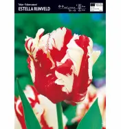 Tulipan papuzi Estella Rijnveld 10 szt.