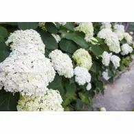 Hortensja Drzewiasta 'Annabelle' &ndash; Sadzonka 10-15 cm