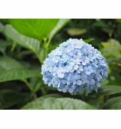 Hortensja Ogrodowa 'Nikko Blue' &ndash; Sadzonka 45-60 cm