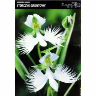 Storczyk gruntowy 'Habenaria Radiata' &ndash; 1 szt.