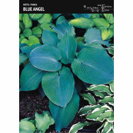 Funkia 'Blue Angel' &ndash; 1 szt