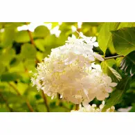 Hortensja Bukietowa 'Polar Bear' &ndash; Sadzonka 30-40 cm